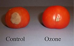 臭氧可以在暴露后数周内保护水果免受腐烂